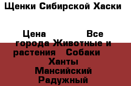 Щенки Сибирской Хаски › Цена ­ 20 000 - Все города Животные и растения » Собаки   . Ханты-Мансийский,Радужный г.